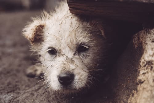 chien perdu application