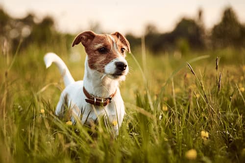 chien-pucé et tatoué