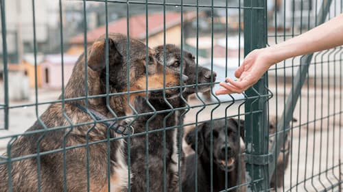 application identification chien perdu