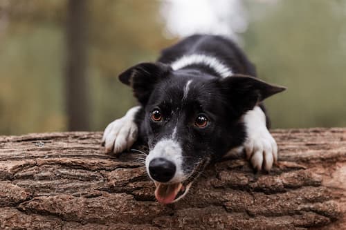 identification chien