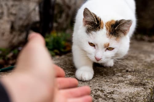 chat perdu